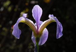  Iris am Gartenteich