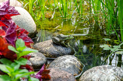 Frosch im Gartenteich