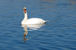 Am Rhein