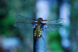 weibliche Plattbauch Libelle