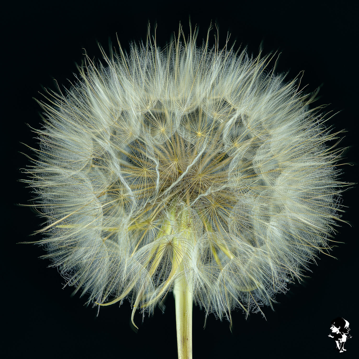 Pusteblume