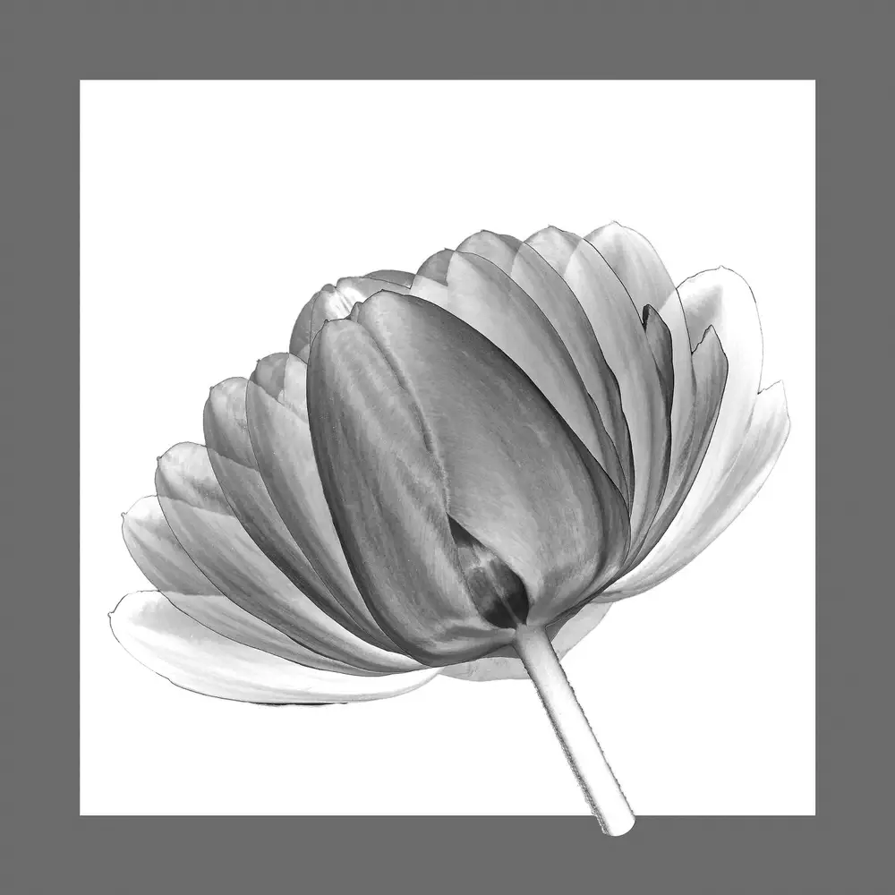Tulpe