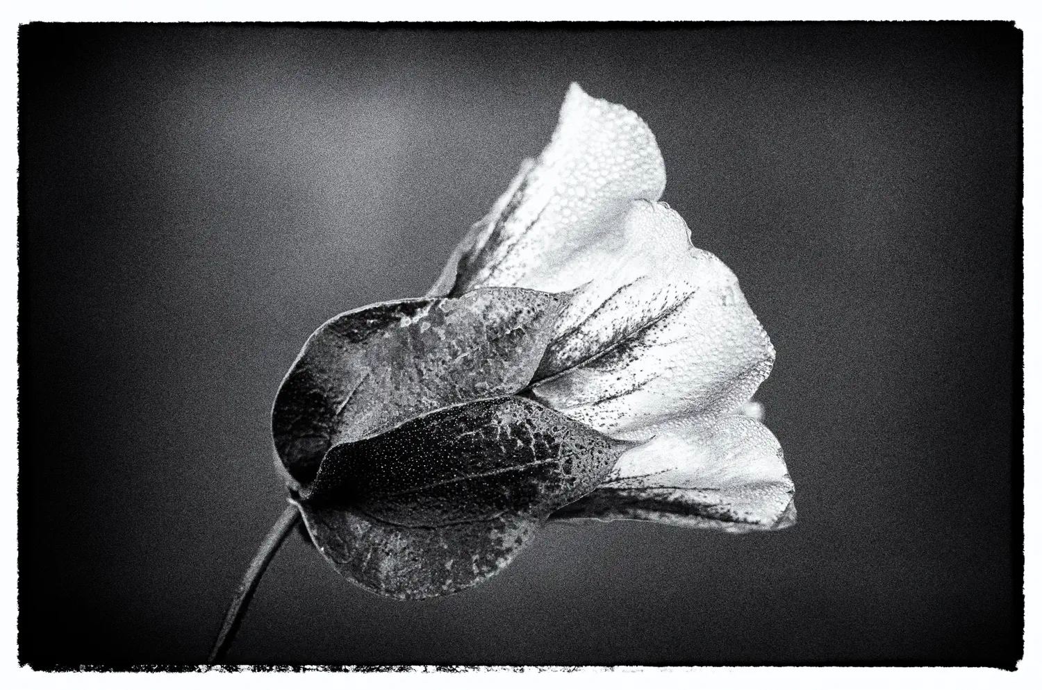 Blume