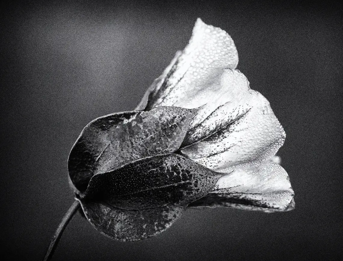 Blume