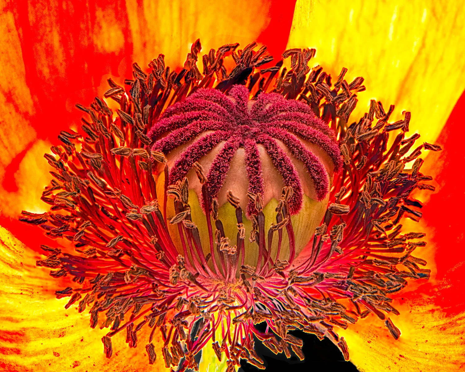Kornblume