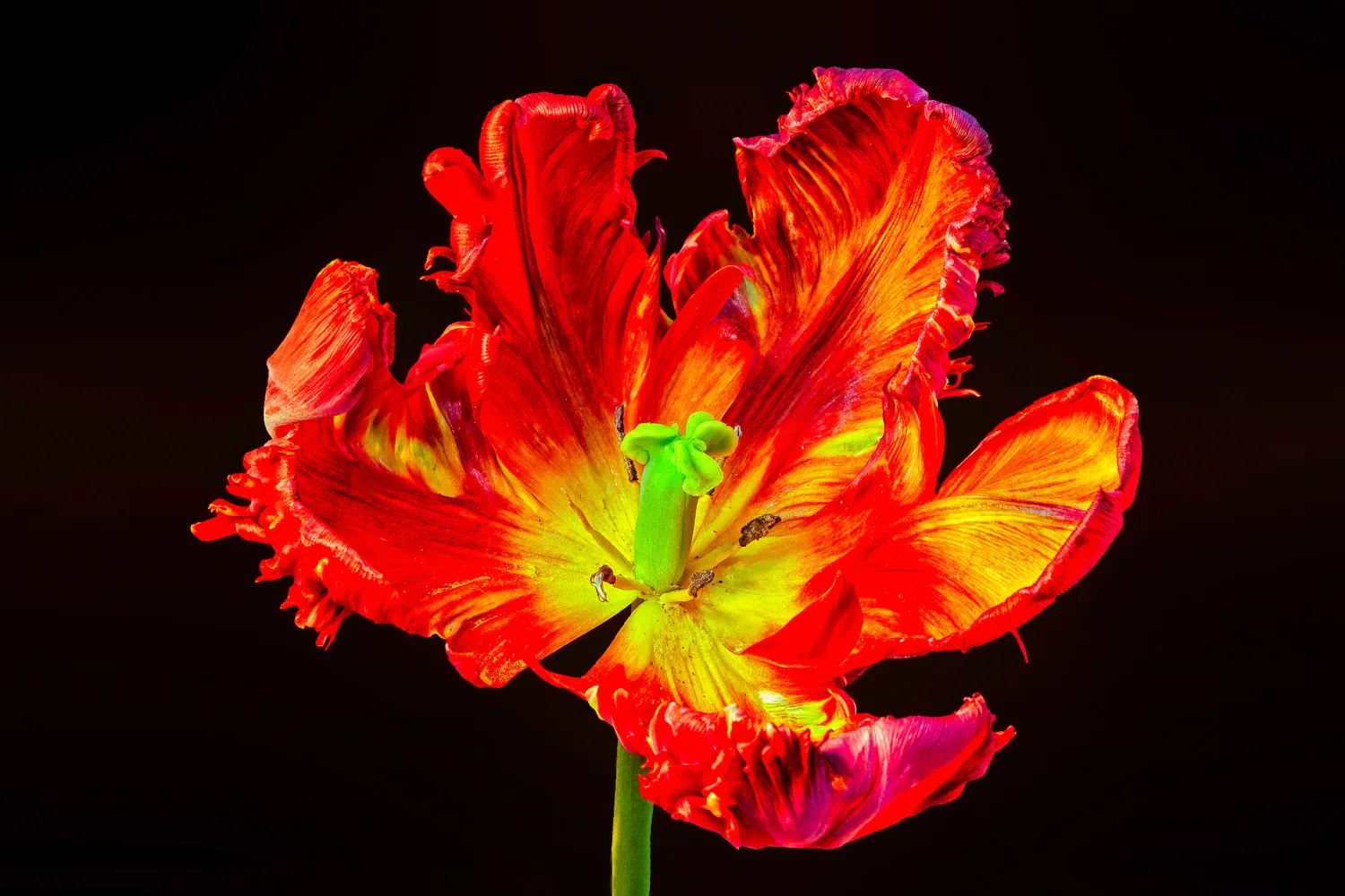Tulpe