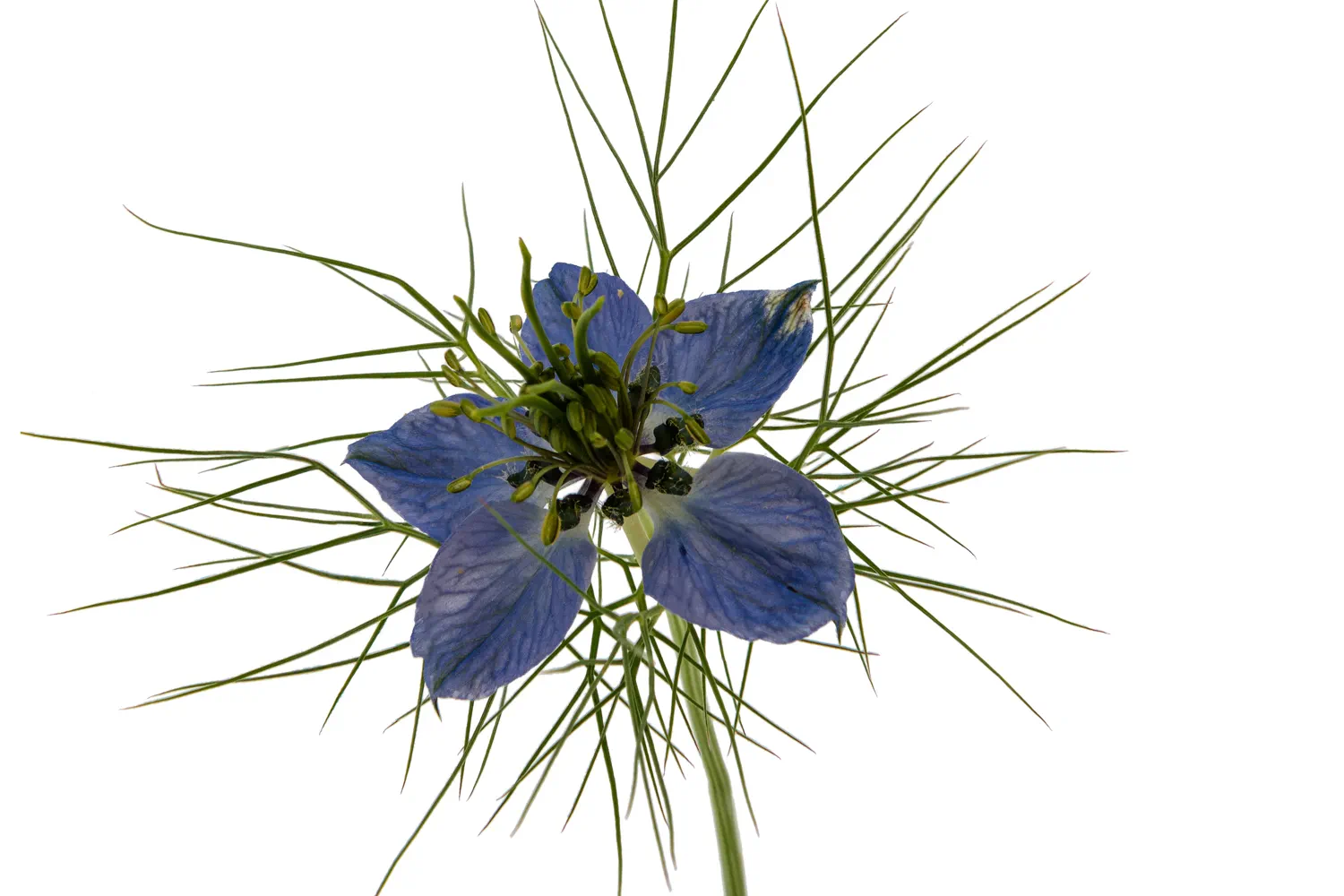 blaue Blume