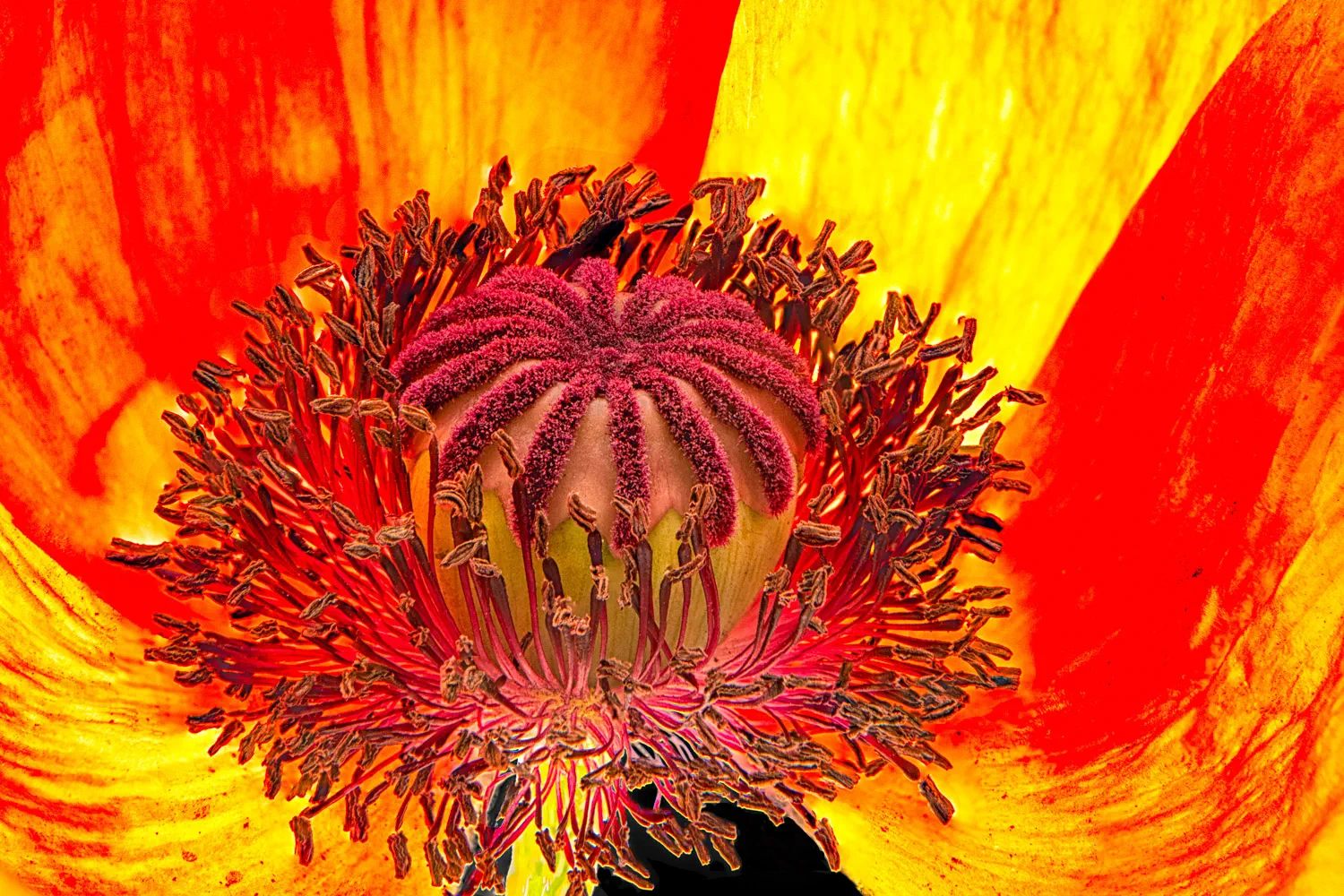 Kornblume
